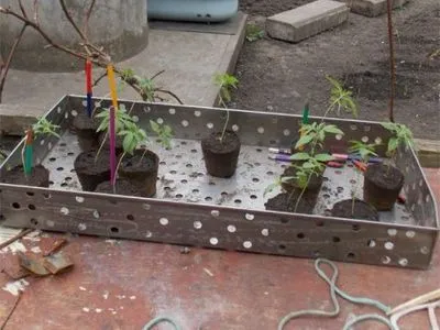 Мужчина выращивал наркотики на чердаке дома в Кировоградской области