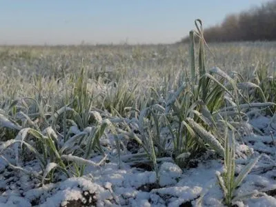 Похолодання суттєво не вплине на урожай зернових – Мінагрополітики