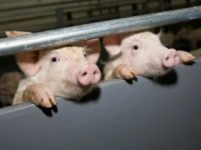 С 2012 года в результате АЧС в Украине уничтожено более 127 тыс. голов свиней