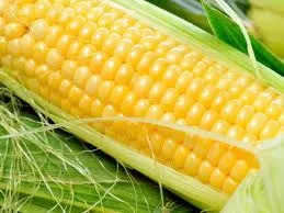 Вітчизняні аграрії експортуватимуть жовту кукурудзу до Кенії без мита
