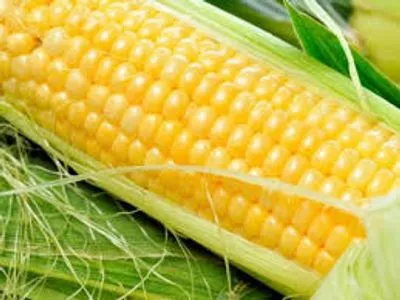 Вітчизняні аграрії експортуватимуть жовту кукурудзу до Кенії без мита