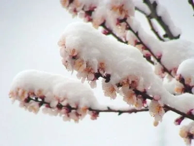 Из-за заморозков возможные потери урожая плодово-ягодных деревьев - Адаменко