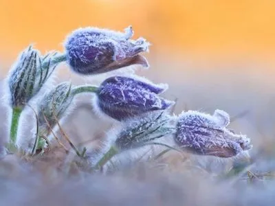 Штормовое предупреждение из-за заморозков объявили на Закарпатье