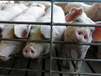 Вилучене із зони спалаху АЧС здорове поголів’я свиней дозволили переробляти