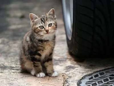 В Киеве могут официально запретить вылов бездомных кошек
