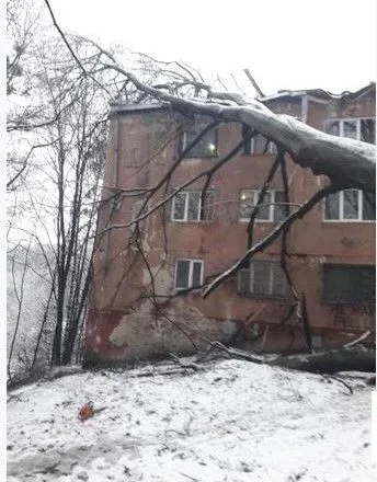 Во Львове на здание упало дерево