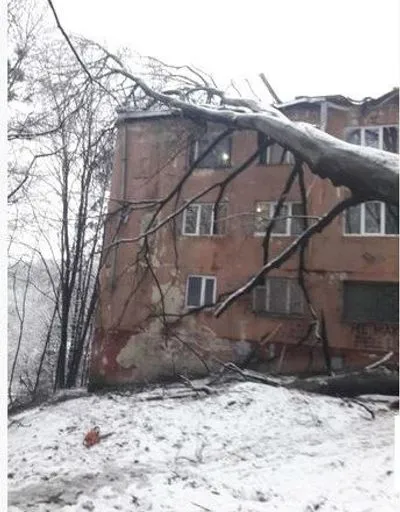 У Львові на будівлю впало дерево