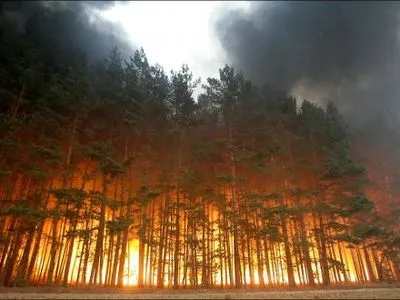 В лесу под Киевом возник пожар