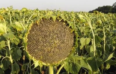 В Одесской области мужчина украл семян подсолнечника на миллион гривен