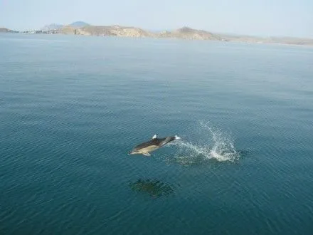 У Чорному морі загинуло близько 70 дельфінів