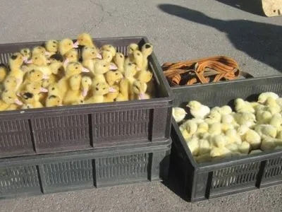 Українець намагався пронести до РФ ящики з курчатами, качатами та індичатами