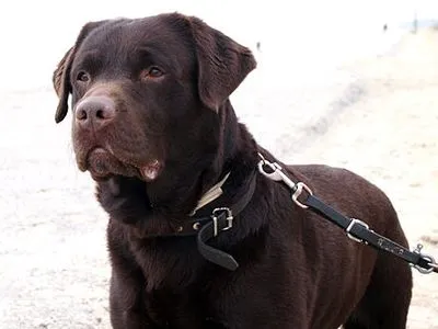 Мужчину, который выбросил из окна многоэтажки собаку, будут судить в Киевской области