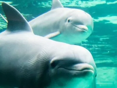 Франция ограничила содержания дельфинов в неволе