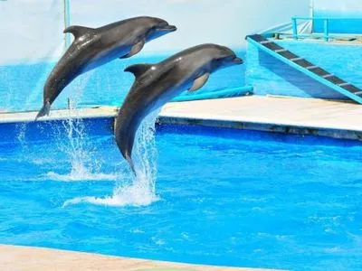 П.Порошенко призвали закрыть все дельфинарии в Украине