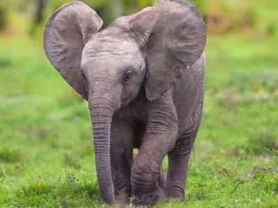 Слоненя та його маму на Шрі-Ланці рятували з пастки екскаватором