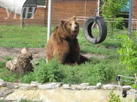 Косолапая жизнь - в Житомире работает центр для спасения медведей