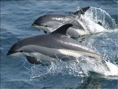 Кілька десятків мертвих дельфінів знайшли на одеському узбережжі