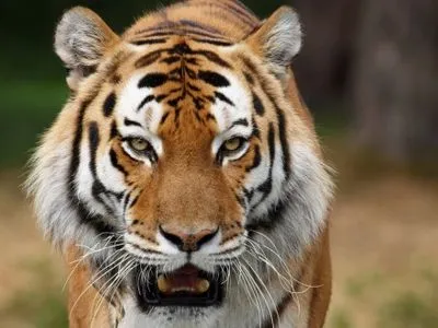 В британском зоопарке тигр растерзал сотрудницу зоопарка