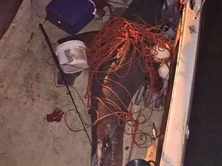 В Австралії акула застрибнула в човен і поранила чоловіка