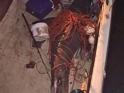 В Австралии акула запрыгнула в лодку и ранила мужчину