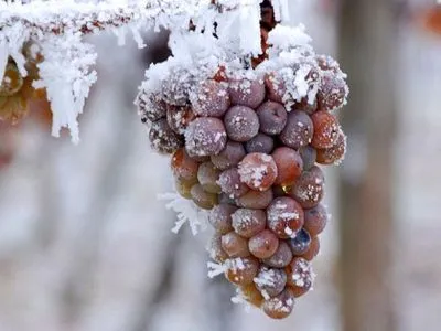 Квітневі морози знищили виноградники в Чехії