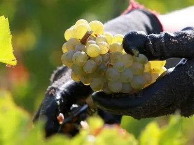 Французькі винороби можуть втратити до 50% врожаю винограду через квітневі заморозки