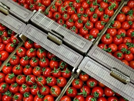 РФ зберегла заборону на імпорт помідорів з Туреччини