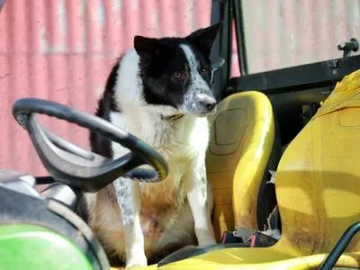 Собака на тракторе в Британии задавила хозяина-мультимиллионера