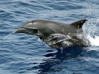 Мертвого дельфіна знайшли у Маріуполі