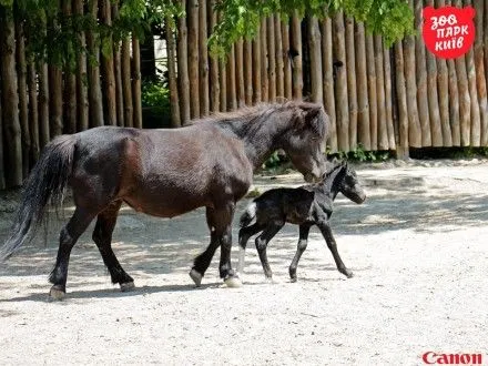 В Киевском зоопарке родился пони