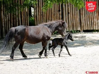 В Киевском зоопарке родился пони