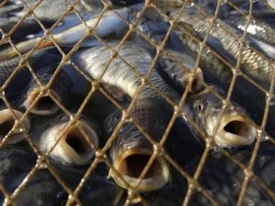 Правоохоронці Одещини затримали браконьєрів з уловом понад 2 млн. грн