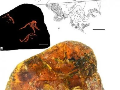 Палеонтологи нашли в янтаре птенец котором 100 млн лет
