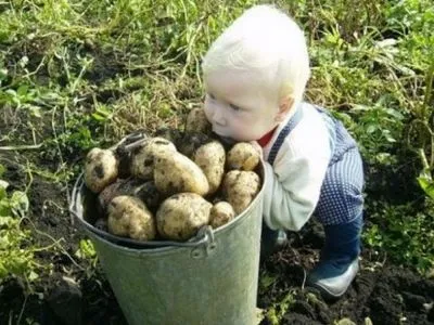 Імпорт картоплі в Україні у 5 разів перевищує експорт