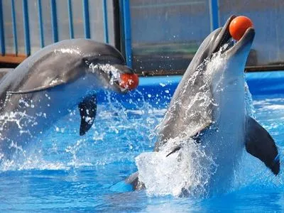 Президента призвали запретить дельфинарии в Украине