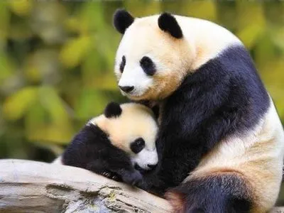 У зоопарку Токіо вперше за п'ять років гігантська панда народила дитинча