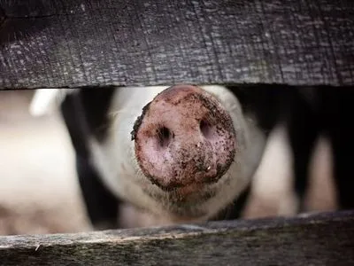В Украине уменьшилось поголовье свиней
