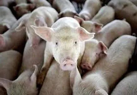В Киевской области обнаружена вспышка африканськох чумы свиней