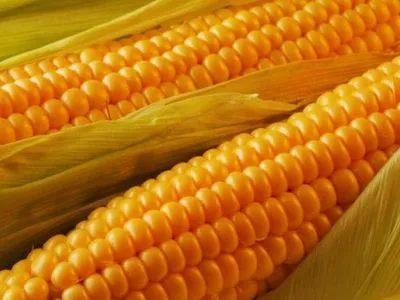 Україна експортувала майже 20 млн тонн кукурудзи