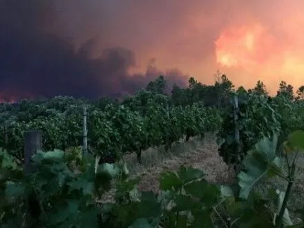 Число жертв лесных пожаров в Португалии превысило 40 человек