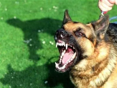 Чоловік нацькував собаку бійцівської породи на перехожого в Кропивницькому