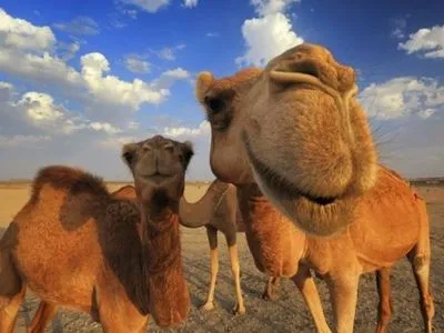 Саудівська Аравія депортувала катарських верблюдів і овець