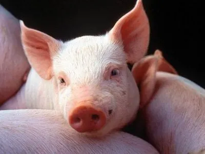 З початку року через АЧС в Україні знищено понад 6,2 тис. голів свиней