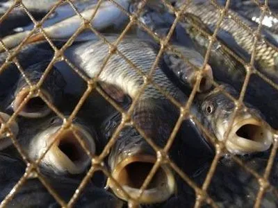 Более 600 кг рыбы изъято из торговых точек в связи со вспышкой ботулизма в Украине - Госпродпотребслужбе