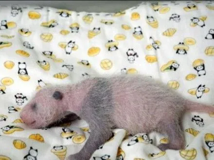 В зоопарке Токио показали новорожденного детеныша гигантской панды