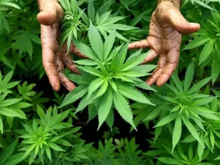 Канадські чиновники хочуть відмовитися від планів щодо легалізації марихуани