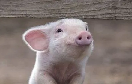 В Ассоциации свиноводов рассказали, как уберечь свой бизнес в условиях АЧС