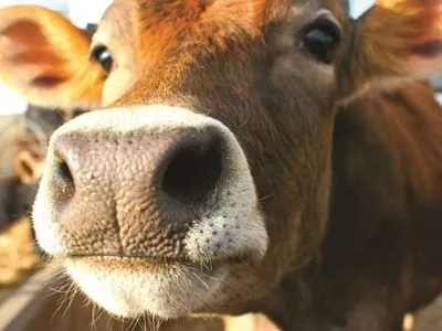 Невідомі розкидали коров’ячі голови у середмісті Луцька