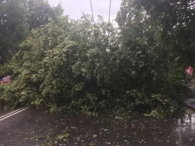 Через буревій на Рівненщині заблоковано 11 кілометрів дороги