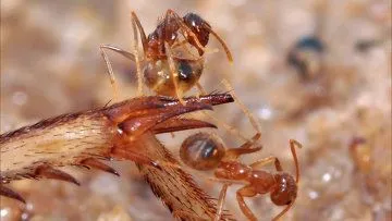 В Японії виявлені мурахи, отрута яких може привести до смерті